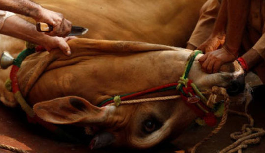 چاقو روی گلوی یک گاو قربانی به مناسبت عید قربان در راولپندی پاکستان