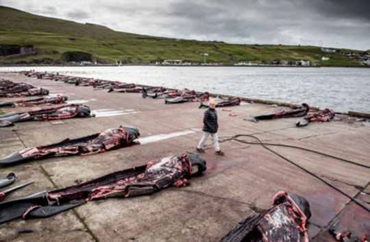 لاشه های دهها نهنگ در جزایر فارو