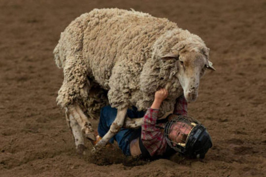 جدال یک پسربچه با یک گوسفند در کلرادو