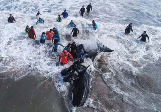 تلاش برای نجات یک وال در ساحل آرژانتین/ رویترز