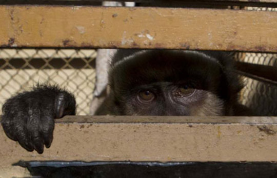 نگاه یک میمون در قفس شکار شده توسط شکارچیان غیرقانونی در بولیوی
