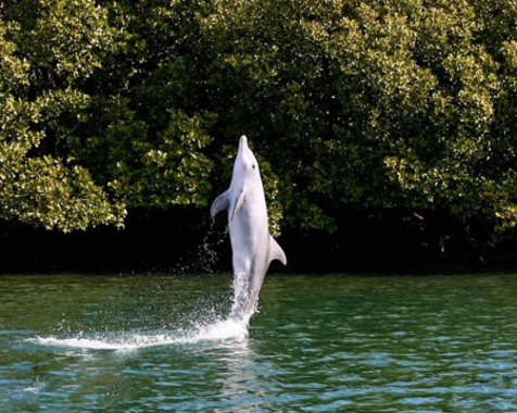 یک دلفین در آدلاید استرالیا
