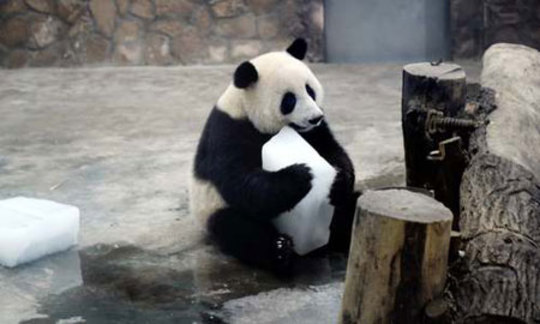 پاندا در حال خوردن قالب یک در گرمای تابستان/ چین