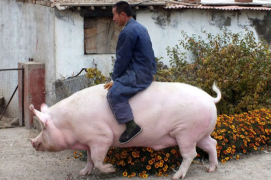 یک کشاورز چینی سوار بر یک خوک
