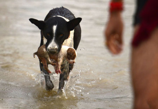 نجات یک توله سگ توسط مادرش در هند