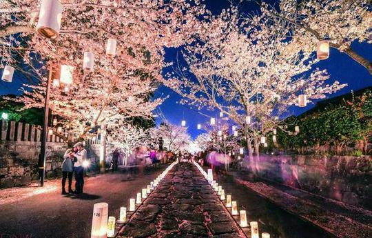 فستیوال فانوس های شکوفه گیلاس، ژاپن