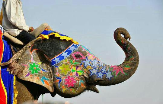 
فستیوال فیل، جایپور هند