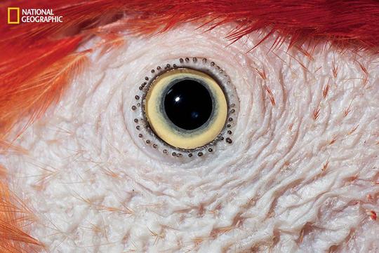نمای نزدیک از چشم طوطی اسکارلت