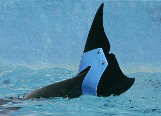فوجی، دلفینی است که دمش بر اثر حادثه ای آسیب دیده و قادر به شنا کردن نبود، ولی هم اکنون می تواند به کمک این دم مصنوعی شنا کند.