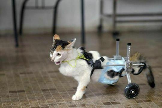 گربه ای هشت ماهه در چین که پاهایش را از دست داده و دو چرخ را جایگزین آنها کرده اند.