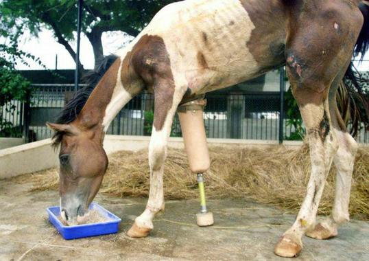 این اسب ماچو نان دارد و پزشکان مجبور شدند به دلیل شدت جراحات وارده، یکی از پاهایش را قطع کنند و عضوی مصنوعی برای آن بسازند.