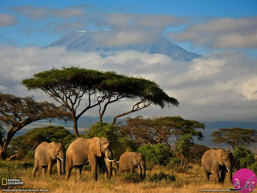 فیل ها ی کنیا