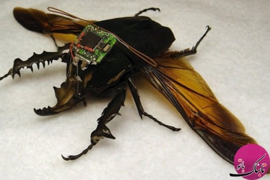 DARPA’s Cyber Bug Project حشرات جاسوسی دارپا