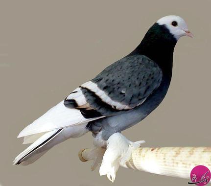  Saxon Field Pigeon (کبوتر فیلد ساکسون)