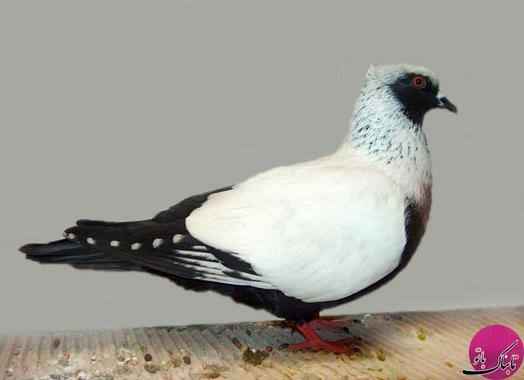Danish Suabian Pigeon (کبوتر دانمارکی)