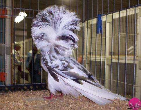 Jacobin Fancy pigeon (کبوتر یعقوبی تجملی)