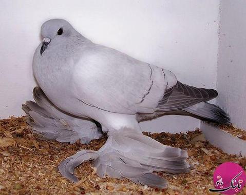 Ice Pigeon (کبوتر یخی) 