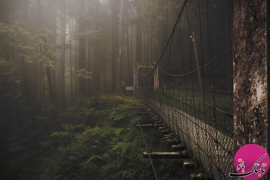پل جنگل ـ تایوان