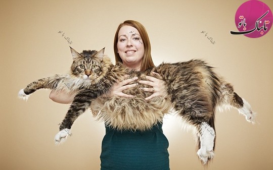 بزرگترین گربه دنیا.
