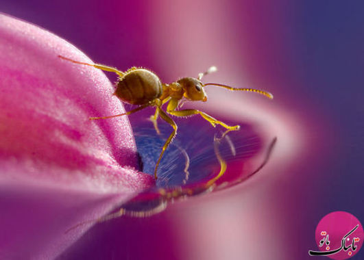 مورچه های دیوانه زرد