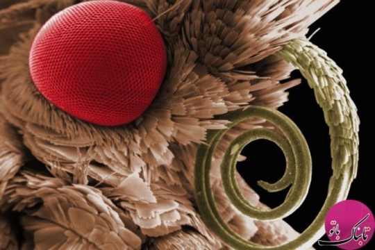 نمای یک حشره از زیر میکروسکوپ