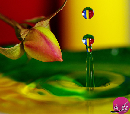 انعکاس رنگ های گل بر قطرات آب