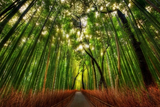 جنگل های بامبو، ژاپن