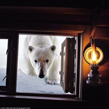 
نگاه کنجکاوانه خرس قطبی به درون یک خانه یخی، مجمع الجزایر سوالبارد نروژ، عکاس پل نکلین.