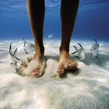 چرخش زیبای ماهی ها در اطراف پاهای یک شناگر، خلیج ویرجین آمریکا.