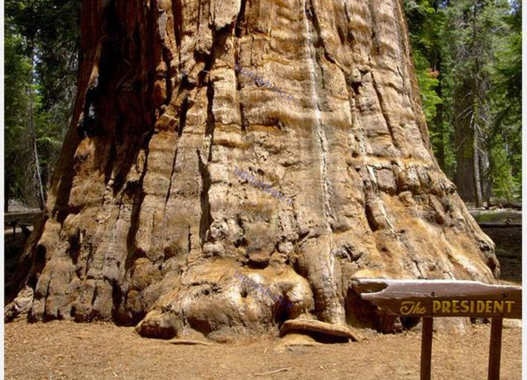 درخت های غول پیکر « سیکویا » با عمری بالغ بر هزار سال در آمریکا