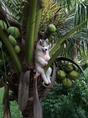 سگ بانمکی که روی درخت نارگیل نشسته بود خیلی زود به یک ستاره مجازی تبدیل شد.