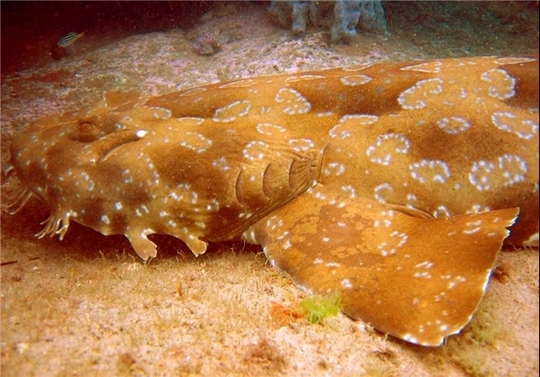 این کوسه که پوست بدن آن شبیه فرش است، فقط در دریای استرالیا مشاهده شده است.