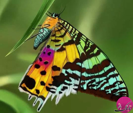 پروانه (Chrysiridia rhipheus)