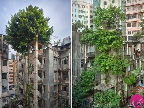 درختان در وسط ساختمانی در هونگ کنگ