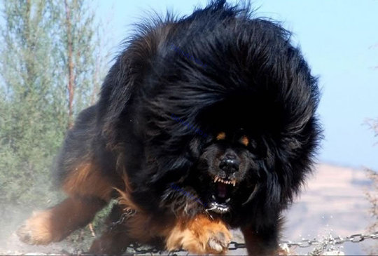 نادرترین نژاد سگ، ماستیف تبت