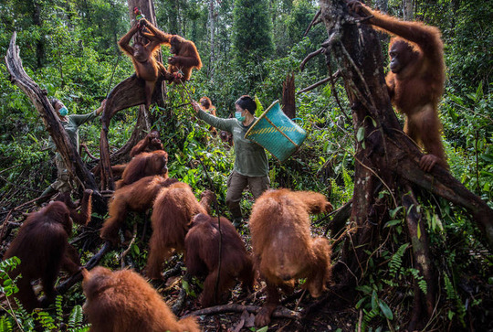 جنگل‌زدایی و اورانگوتان‌های بی‌پناه در اندونزی که توسط یک نگهبان مناطق محافظت‌شده تغذیه می‌شوند.