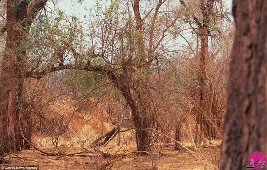زرافه ای که از وجود درختان برای استتار استفاده کرده است