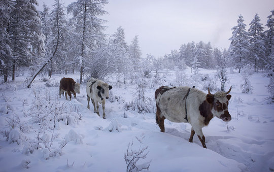 کشاوزر محلی گاوهای خود را برای در امان ماندن از سرما به داخل طویله می برد