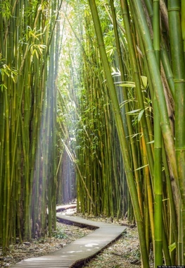  جنگل های بامبو، پارک ملی هاوایی
