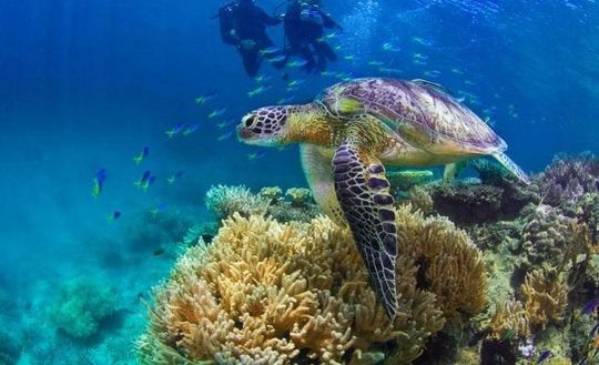 غواصی در اطراف دیواره‌ بزرگ مرجانی، کویینزلند؛ استرالیا