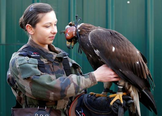یک بازبان زن (مربی و تعلیم دهنده شاهین و سایر پرندگان شکاری) در حال کار با یک عقاب طلایی به عنوان بخشی از مانور نظامی انجام شده در پایگاه نیروی هوایی مونت-دِ-مارسان فرانسه – عکاس: Regis Duvignau