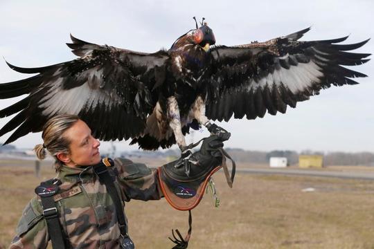 یک بازبان زن فرانسوی در حال کار با یک عقاب طلایی به عنوان بخشی از مانور نظامی انجام شده در پایگاه نیروی هوایی مونت-دِ-مارسان فرانسه برای حمله به یک پهپاد – عکاس: Regis Duvignau