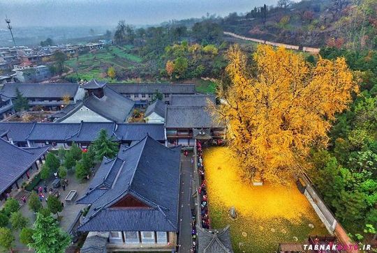 درخت ژینکو (چهل سکه)، فرشی طلایی رنگ از برگ های خود را در بین دیوارهای معبد بودایی گو گوانیین واقع در کوهستان ژونگنان چین گسترده است.