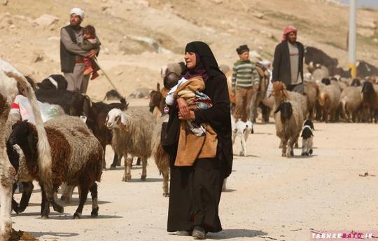 زن آواره‌ی عراقی در حال فرار از غرب موصول همراه گله‌ی دام های خود 
