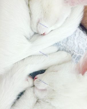 زیباترین گربه های دوقلوی جهان