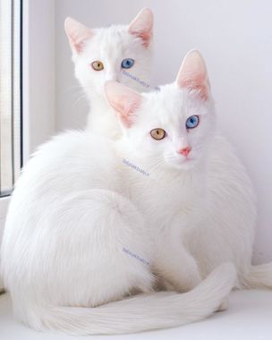 زیباترین گربه های دوقلوی جهان