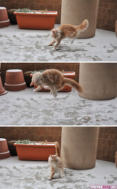 گربه ای که اولین بار است برف می بیند