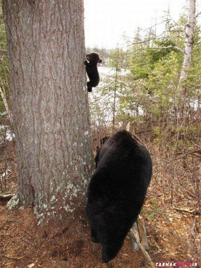 اولین درس بچه خرس برای بالا رفتن از درخت