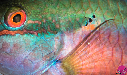 رنگ های بسیار زیاد یک طوطی ماهی – روآتان، هندوراس