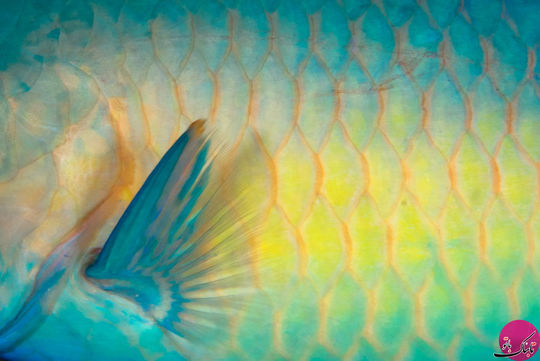 ترکیب بی نقص رنگ – طوطی ماهی، مالدیو